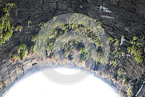 Adiantum capillus-veneris grows in August on the arch of the tunnel in the medieval town of Rhodes, Rhodes island, Greece photo