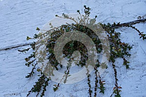 Parietaria judaica growing on the wall of a building in Lindos. Rhodes Island, Greece photo