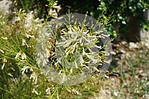 Russelia equisetiformis blooms in August. Rhodes Island, Greece photo