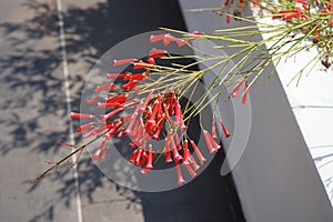 Russelia equisetiformis blooms with red flowers in August. Rhodes Island, Greece photo