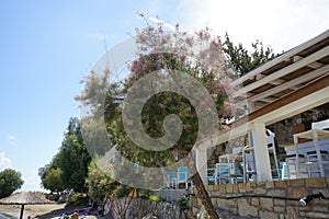 Tamarix gallica subsp. gallica blooms with pink-purple flowers in August. Rhodes Island, Greece