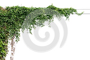 Plants ivy. Vines on poles on white background