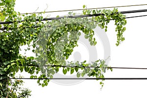 Plants ivy. Vines on poles on white background