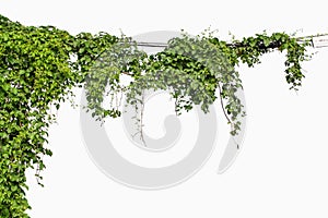 Plants ivy. Vines on poles on white background photo