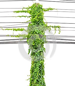 Plants ivy. Vines on poles on white background