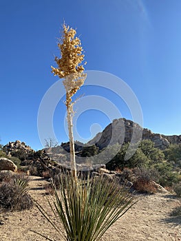 Plants in Joshua Tree