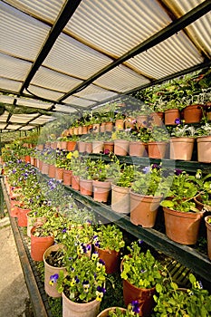 Plants at Kadoorie Farm in Hong Kong