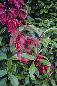 Bright red and green leaves photo