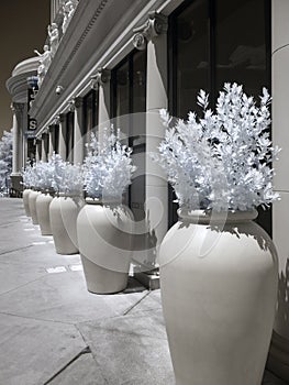 Plants in large vases, infrared