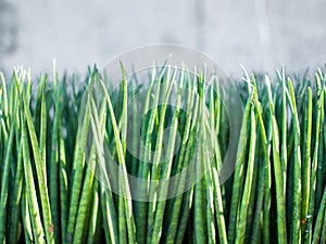 Plants and Leaves Closeup View