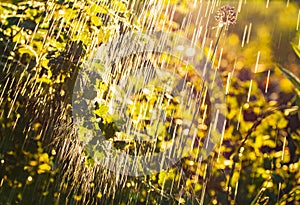 Plants leaves under a heavy rain shower with waterdrops in the golden rays of the sun in summer. Fresh rainy summer background.