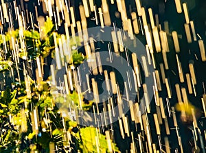 Plants leaves under a heavy rain shower with waterdrops in the golden rays of the sun in summer. Fresh rainy summer background.