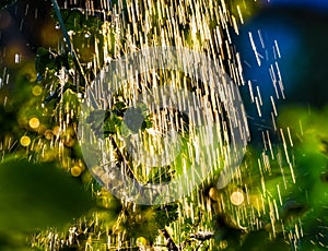 Plants leaves under a heavy rain shower with waterdrops in the golden rays of the sun in summer. Fresh rainy summer background.