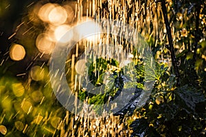 Plants leaves under a heavy rain shower with waterdrops in the golden rays of the sun in summer. Fresh rainy summer background.