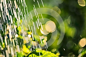 Plants leaves under a heavy rain shower with waterdrops in the golden rays of the sun in summer. Fresh rainy summer background.