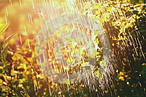 Plants leaves under a heavy rain shower with waterdrops in the rays of the setting or rising sun.