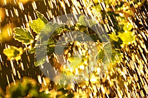 Plants leaves under a heavy rain shower with waterdrops in the rays of the setting sun.