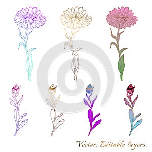 Plants line gold vectors. Collection set of botanical design elements of flowers, buds. Gradient modern fill elements. Perfect for