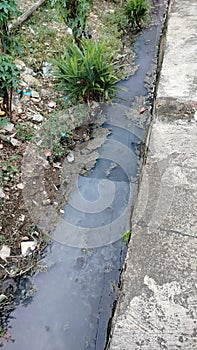 Plants that live between the drainage channels for residents