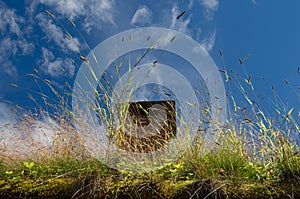 Plants on the living roof