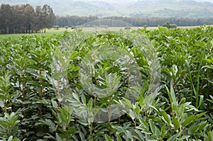 Plants luxuriant in field of broad beans