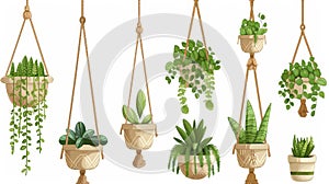 Plants in macrame hanging pots, isolated on a white background. Green planters in handmade holders for home interior