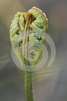 Plants and macro nature