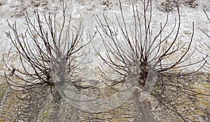 Plants make their way through the vertical concrete wall