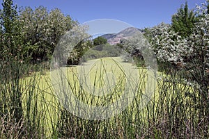 Plants and marshes in northern Utah.