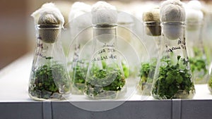 Plants in the Measuring Glass