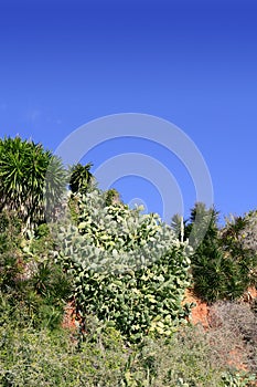 Plants in the meditarranean mountain photo