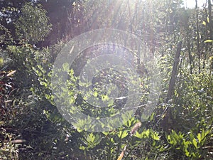 Plants in the morning light