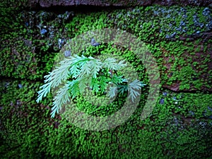 plants and moss growing on the walls