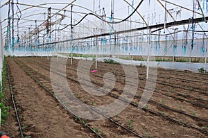 Plants must love greenhouses