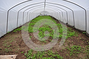 Plants must love greenhouses