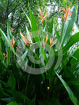 Plants name is canna indica organ coloure flowere.