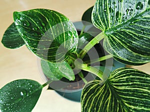 Plants and nature concept, close up of wet Philodendron flower at home garden