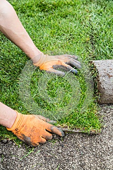 Plants new sod grass