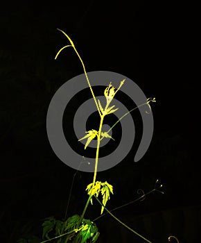 Plants Nightphotography photo