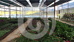 Plants for nurseling at green-house in Dalat