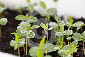 Plants in nursery tray.