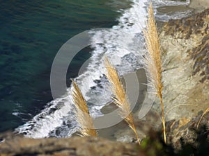 Plants on ocean shore on Big Sur