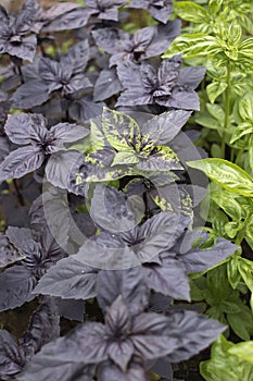 Plants of ocimum basilicum green, purple and bicolor bushs
