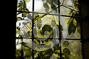 Plants outside a dirty window. Window on the old production. Gloomy view of gray spoofed glass photo