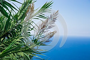 Plants over the sea screensaver for your desktop. beautiful bushes on ocean.