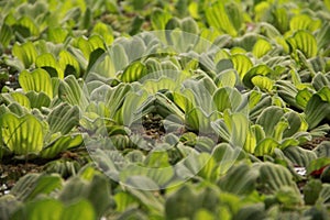 Plants over water photo