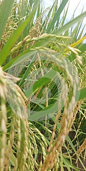 plants, panicles Croop protection
