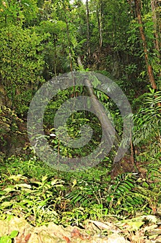 Plants in Papuan jungle on Biak Island