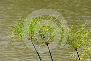 Plants of papyrus