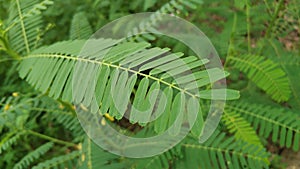 Plants in the park